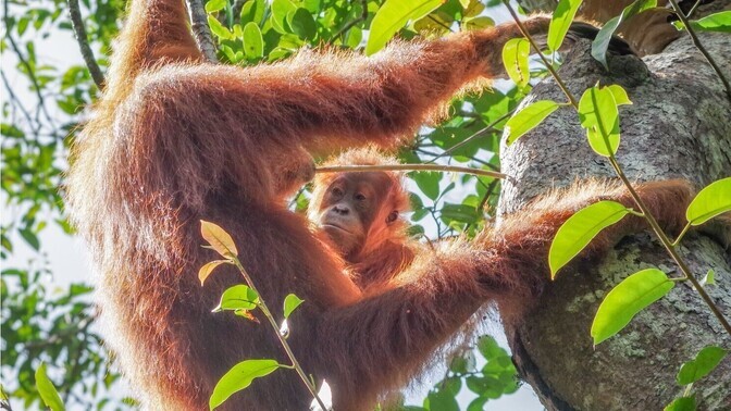 Orangutanide toidukultuur kandub emalt lastele | Loodus
