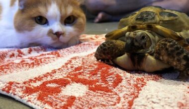 Ekspertidele teeb muret lemmikloomade lubamine lasteaedadesse | Eesti