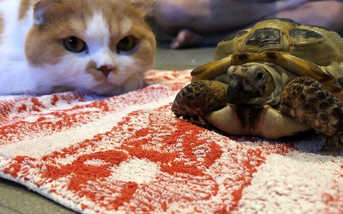 Ekspertidele teeb muret lemmikloomade lubamine lasteaedadesse | Eesti