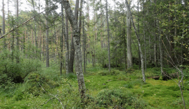 Taastatud soometsades on tugevalt kahjustunud neli protsenti puistutest | Arvamus