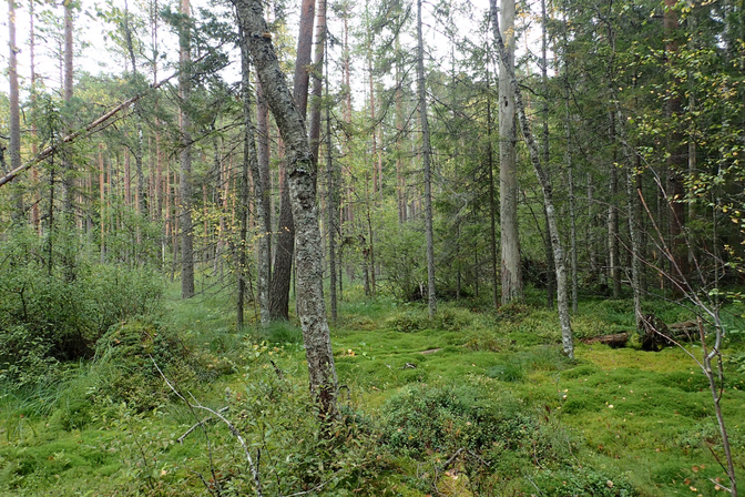 Taastatud soometsades on tugevalt kahjustunud neli protsenti puistutest | Arvamus