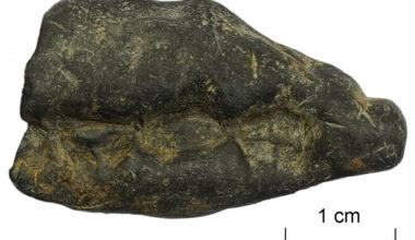 Kiviajal näritud kasetökat annab näo muistsetele Pulli elanikele | Ajalugu