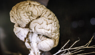 Uuring: inimaju arengus saab eristada viit etappi | Psüühika