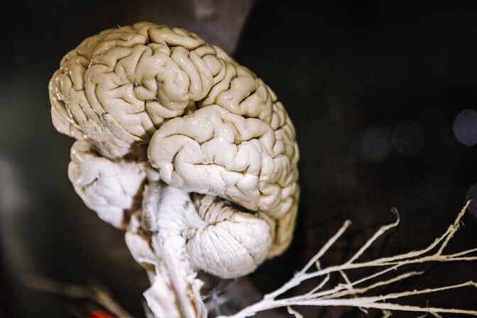 Uuring: inimaju arengus saab eristada viit etappi | Psüühika