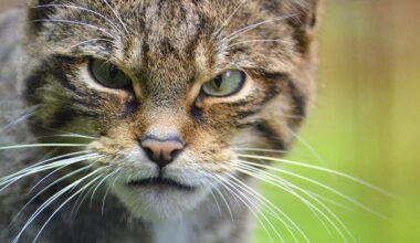 Inglismaal üritatakse taastada metskasside populatsiooni. Samas kardetakse, et nad hakkavad ristuma kodukassidega