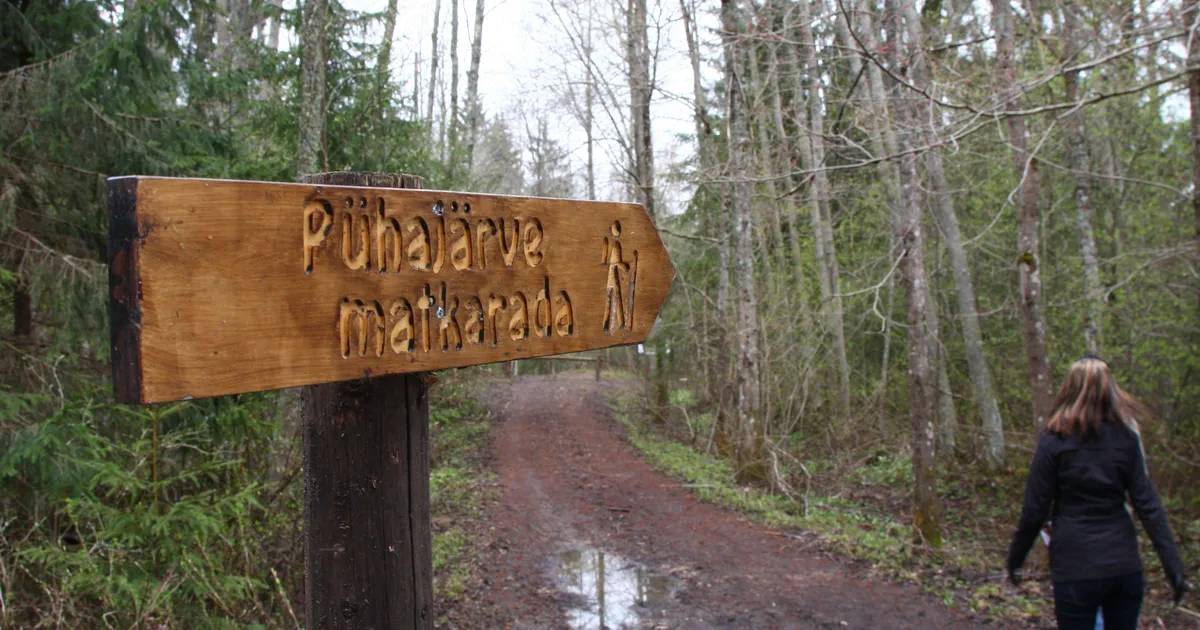 Pühajärve metsade ja matkaradade mured tõid ametnikud ühise laua taha