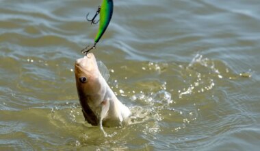 Ministeerium plaanib vähendada kalavaru kaitseks kohapüügil päevalimiiti