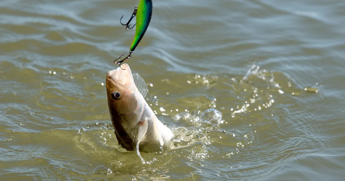 Ministeerium plaanib vähendada kalavaru kaitseks kohapüügil päevalimiiti