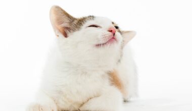 Teadlased selgitasid välja, et kassid elavad inimestega koos vaid 4000 aastat ehk palju vähem, kui arvati