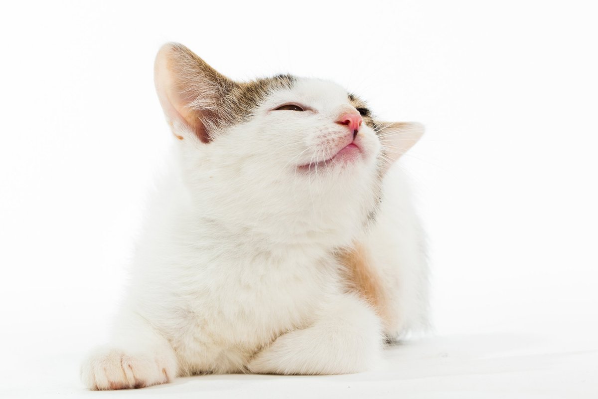 Teadlased selgitasid välja, et kassid elavad inimestega koos vaid 4000 aastat ehk palju vähem, kui arvati