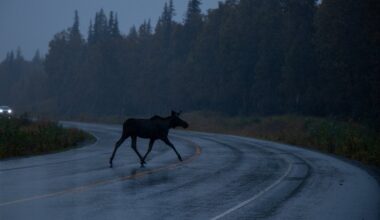 FOTO | Põdrale otsasõit muutis auto rusuhunnikuks
