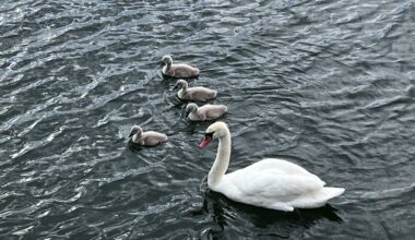 Metsloomaühing palub lindude talvise toitmisega veel oodata