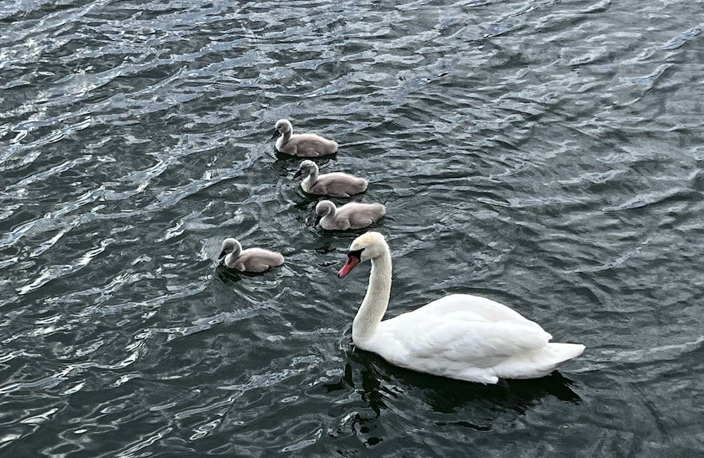 Metsloomaühing palub lindude talvise toitmisega veel oodata