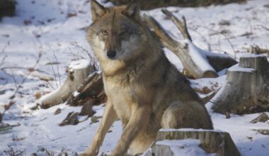 Tallinna Halduskohus ei peatanud hundijahti