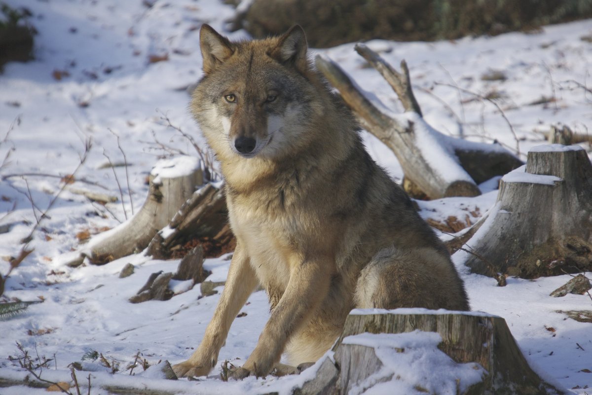 Tallinna Halduskohus ei peatanud hundijahti