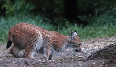 KINOFILMIDE EDETABEL | Eesti loodusdokk on uustulnukatest parim
