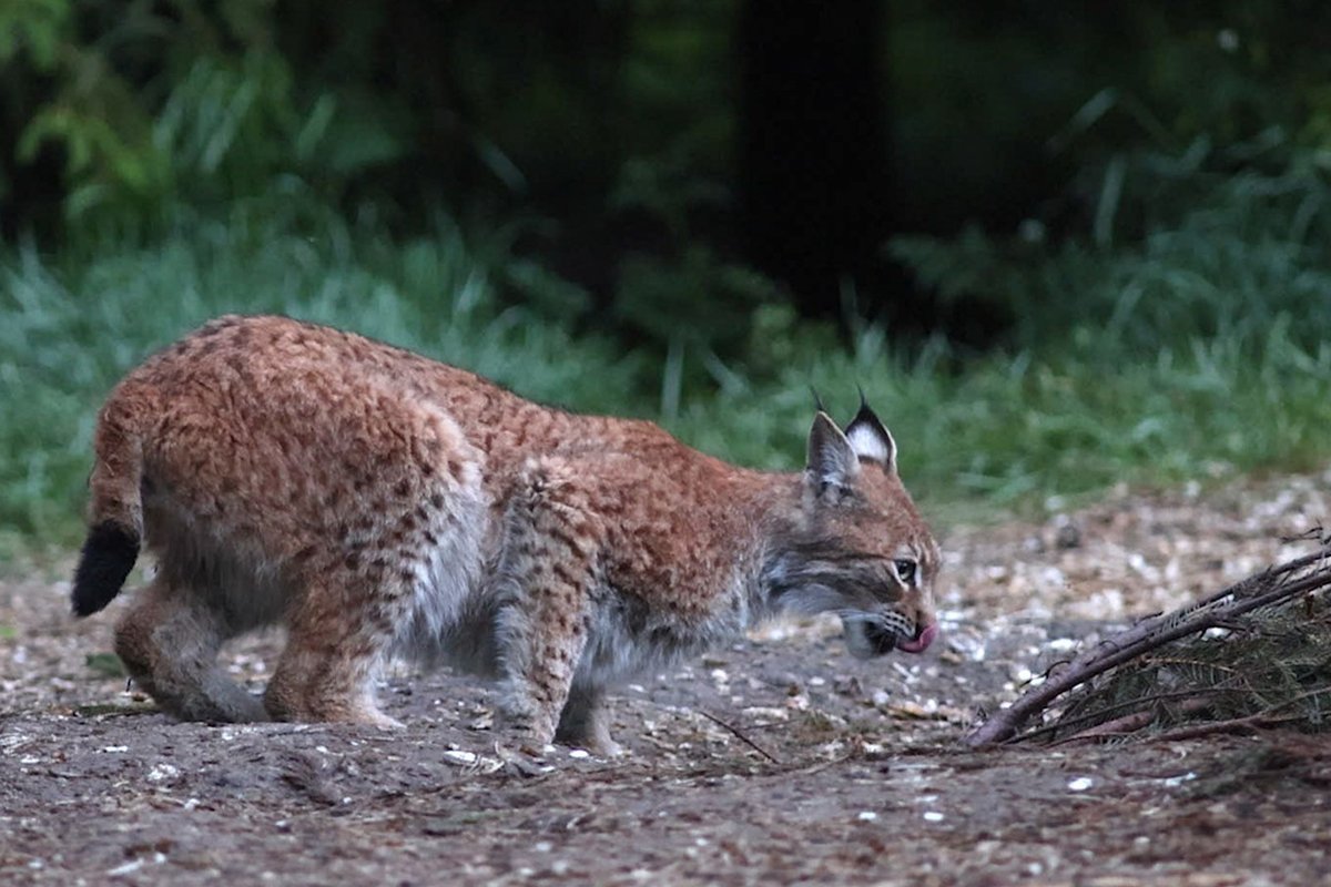 KINOFILMIDE EDETABEL | Eesti loodusdokk on uustulnukatest parim