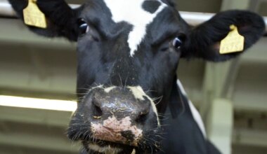 Lehm naasis pärast kuut kuud jooksus olemis farmi. Koos üllatusega
