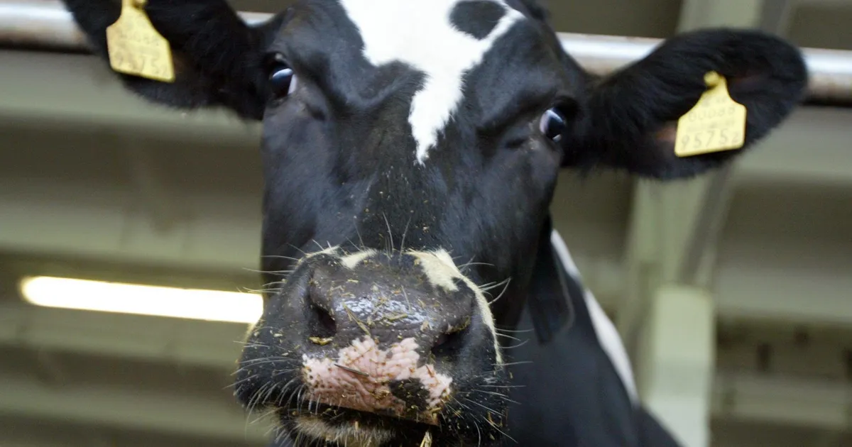 Lehm naasis pärast kuut kuud jooksus olemis farmi. Koos üllatusega