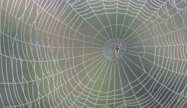 FOTO | Arahnofoobidele ei soovita! Euroopast leiti maailma suurim ämblikuvõrk, kus elab üle 100 000 ämbliku