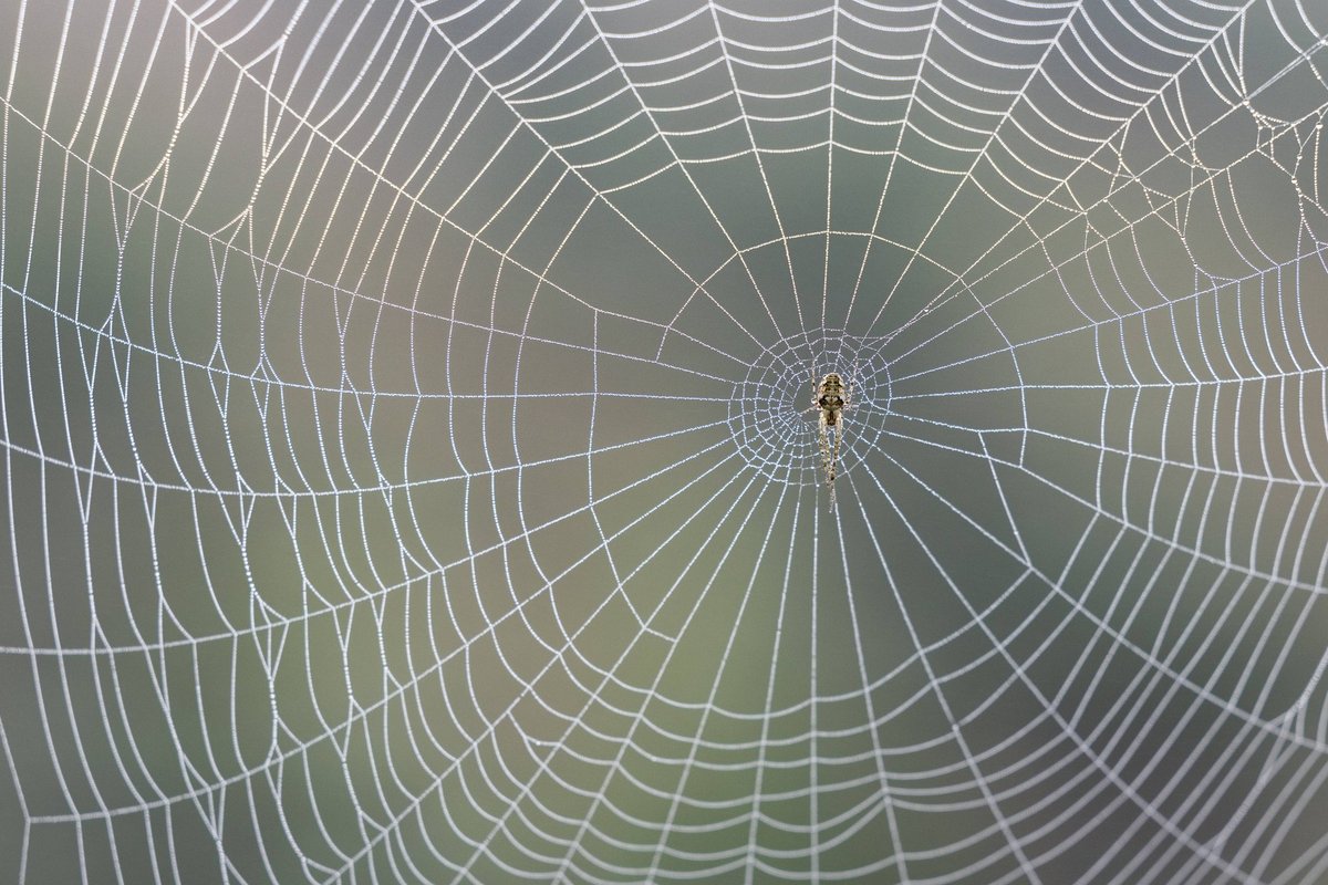 FOTO | Arahnofoobidele ei soovita! Euroopast leiti maailma suurim ämblikuvõrk, kus elab üle 100 000 ämbliku