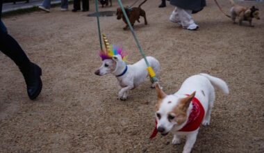 Uued teadusuuringud: koeratõud hakkasid arenema juba kiviajal