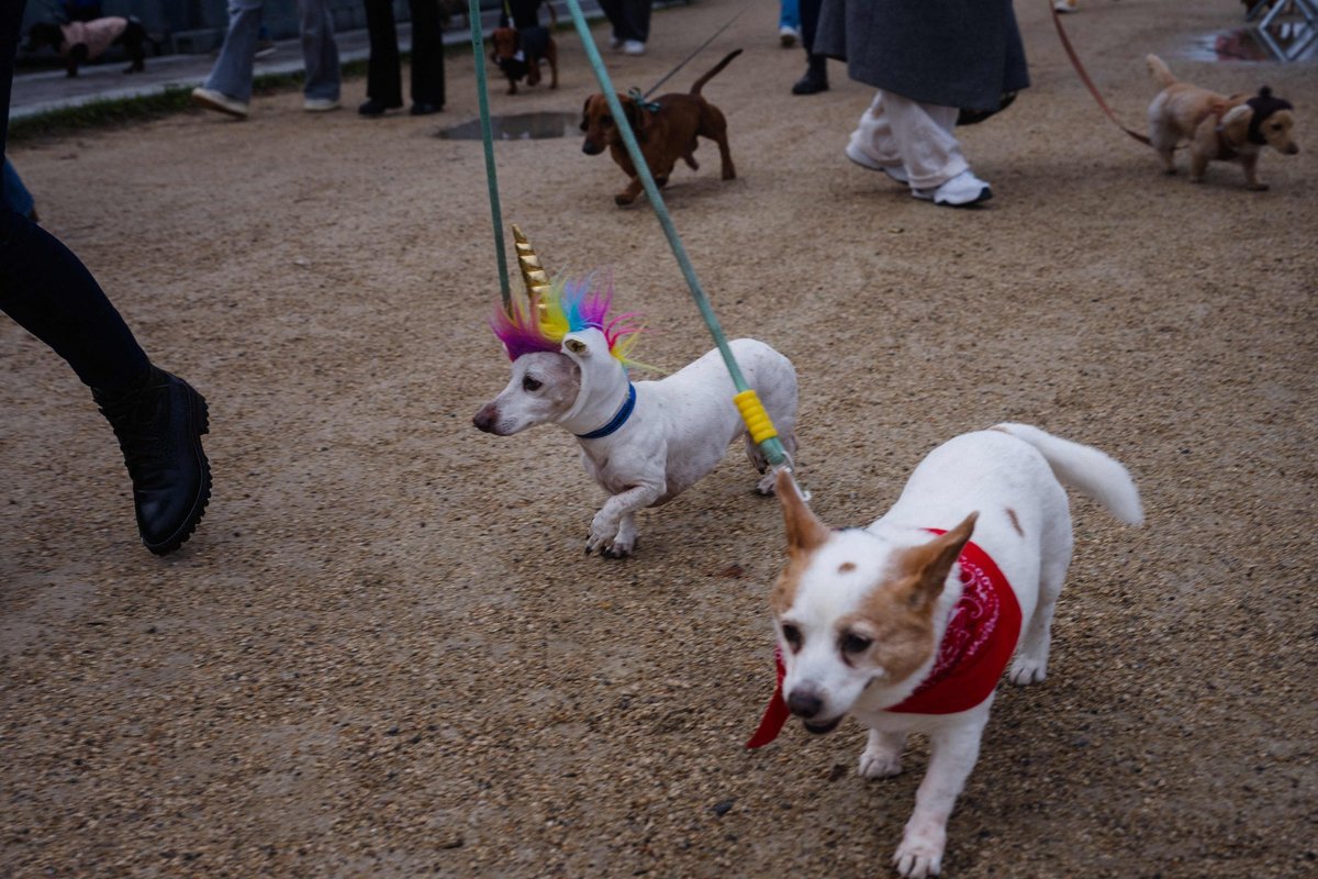 Uued teadusuuringud: koeratõud hakkasid arenema juba kiviajal