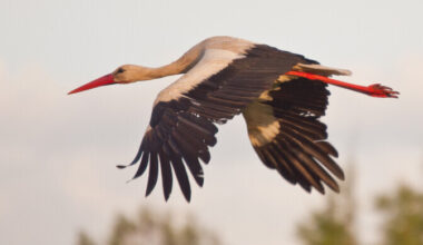 Mitmed rändlinnud pole veel soojale maale lennanud | Eesti