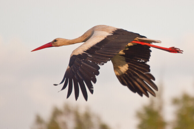Mitmed rändlinnud pole veel soojale maale lennanud | Eesti