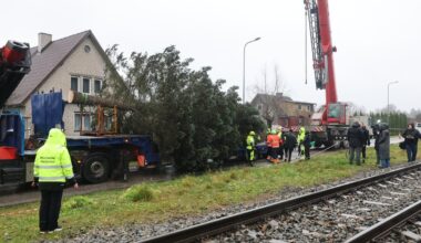 VIDEO JA FOTOD | Tallinna jõulukuusk tuleb Kohilast. Omanik: kasvasin koos sellega üles, aga nüüdseks oli puu ohtlik