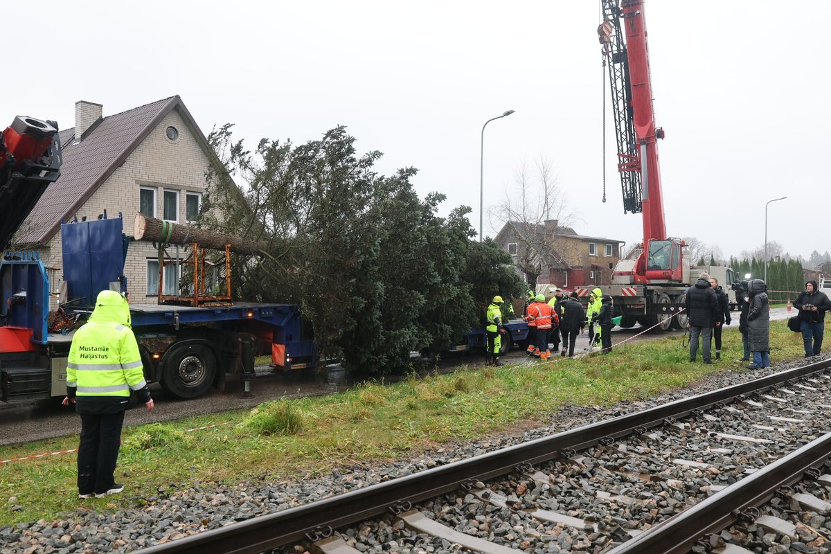 VIDEO JA FOTOD | Tallinna jõulukuusk tuleb Kohilast. Omanik: kasvasin koos sellega üles, aga nüüdseks oli puu ohtlik