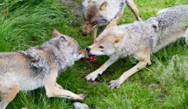 Soomaa soed kaklevad ellujäämise nimel: „Huntidel on kitsas nii toidu kui elupaikadega“