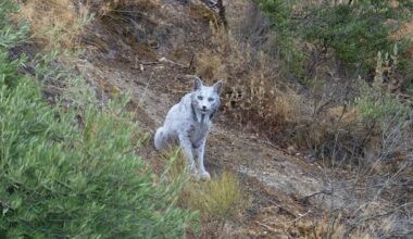 VIDEO | Hispaanias püüti kaamerasse ülimalt haruldase välimusega valge ilves