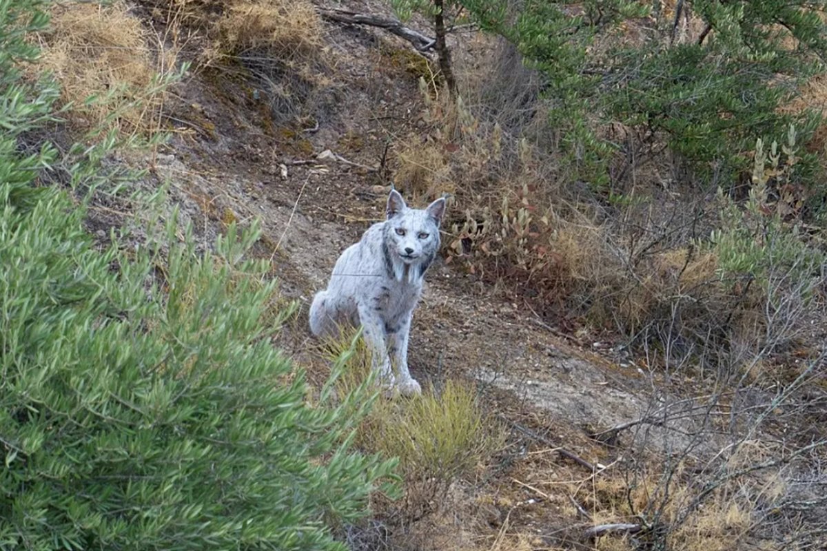 VIDEO | Hispaanias püüti kaamerasse ülimalt haruldase välimusega valge ilves