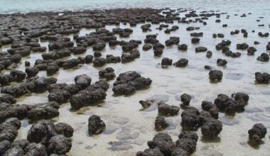 Milline loom ilmus esimesena maailma? Teadlased on ilmselt leidnud vastuse pikale vaidlusele