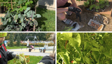 Tallinna Kopli huvikooli õpiaed ühendas kogukonna, looduse ja õppimise