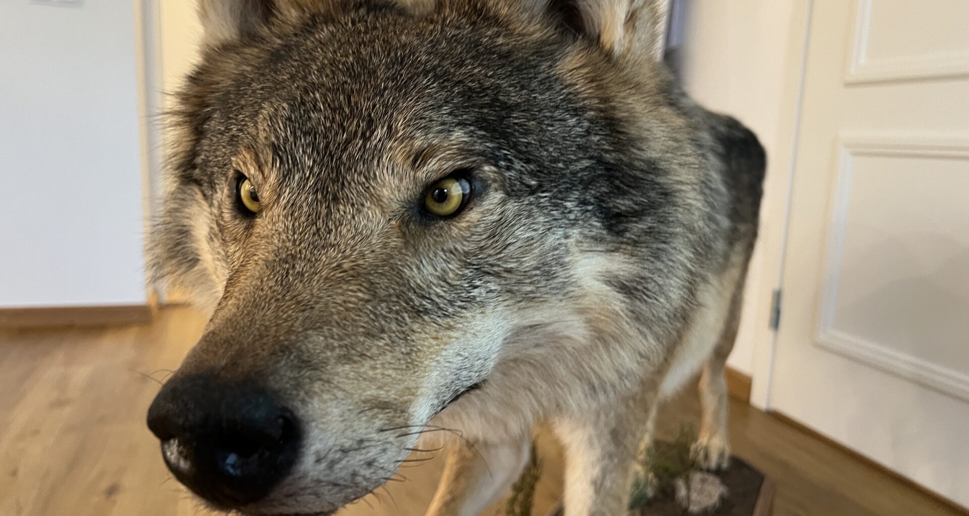 Jahimehed lasid kolm hunti üheksa minutiga