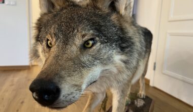 Jahimehed lasid kolm hunti üheksa minutiga