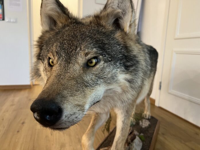 Hunditopis 1 pilt Juhan Hepner