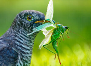 Eesti Looduse fotovõistluse 2025. aasta parimate tööde galerii