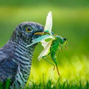 Eesti Looduse fotovõistluse 2025. aasta parimate tööde galerii