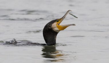 Taanlaste uuring: mida ja kuidas kuuleb kormoran vee all?