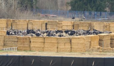 Kanada farmis hukati ametnike käsul mitusada jaanalindu