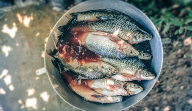 Keskkonnakaitsjad on mures Läänemere kalavarude pärast