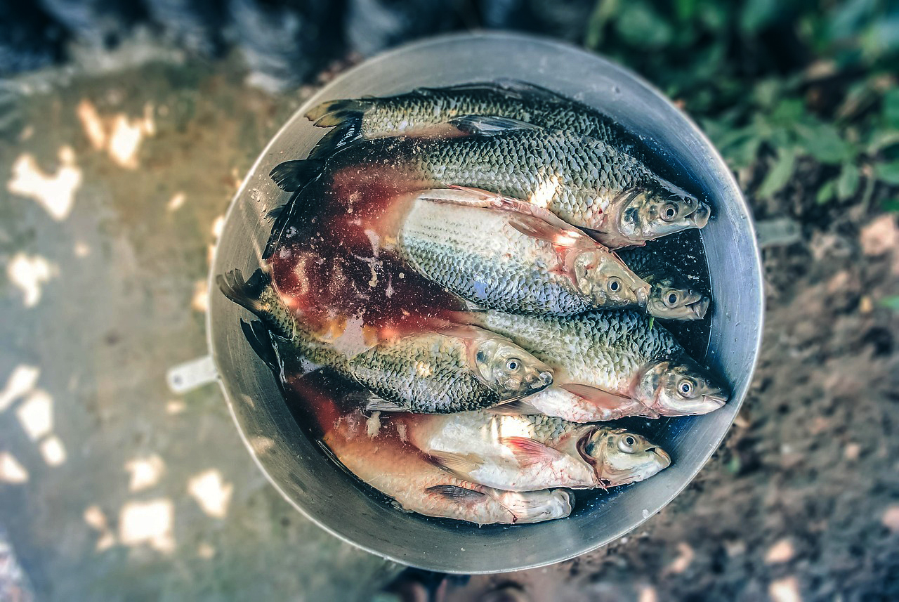 Keskkonnakaitsjad on mures Läänemere kalavarude pärast