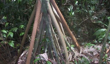 Forbes: Panamas kasvab palm, mis oskab kohalike arvates kõndida