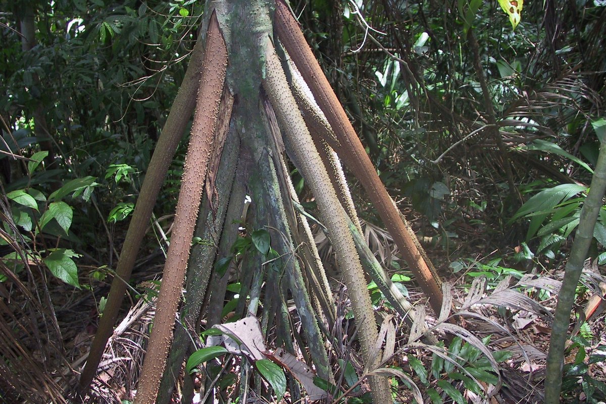 Forbes: Panamas kasvab palm, mis oskab kohalike arvates kõndida