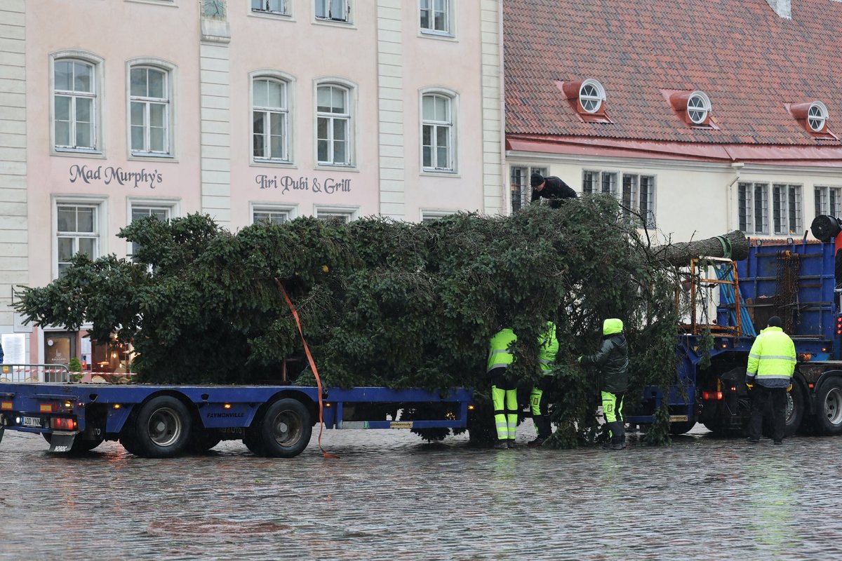 OTSEFOTOD | Tallinna raekoja platsil pannakse püsti jõulukuusk