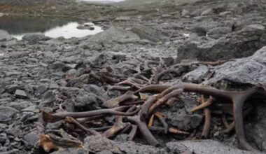 Norra mägedest sulasid välja põhjapõdralõks ja puidust aer