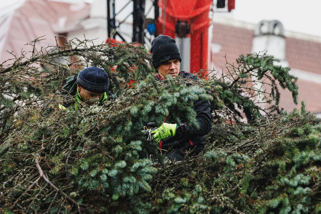 FOTOD | Raekoja platsil askeldas kuuse kallal kriminaalse minevikuga päkapikk - Õhtuleht